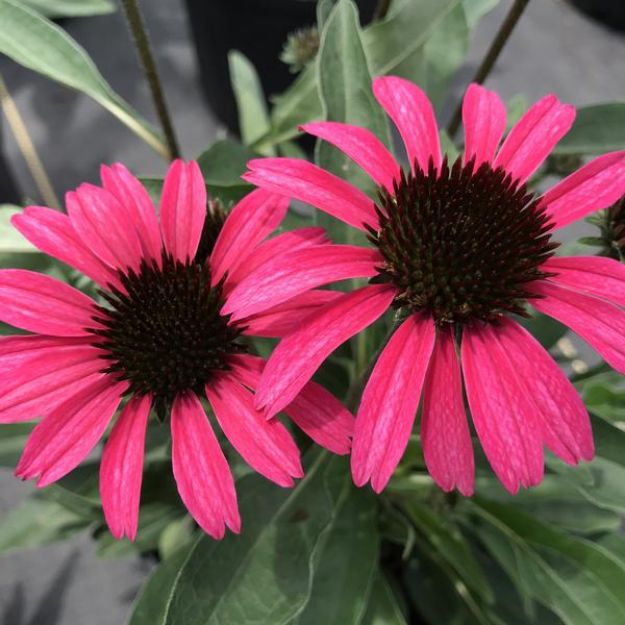 Picture of Echinacea Dark Shadows™ Wicked PP33714 #4Q
