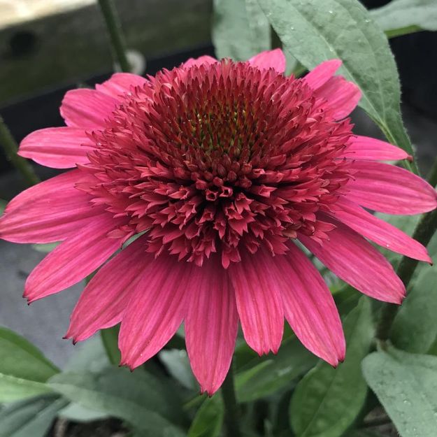 Picture of Echinacea 'Giddy Pink' PP #4Q