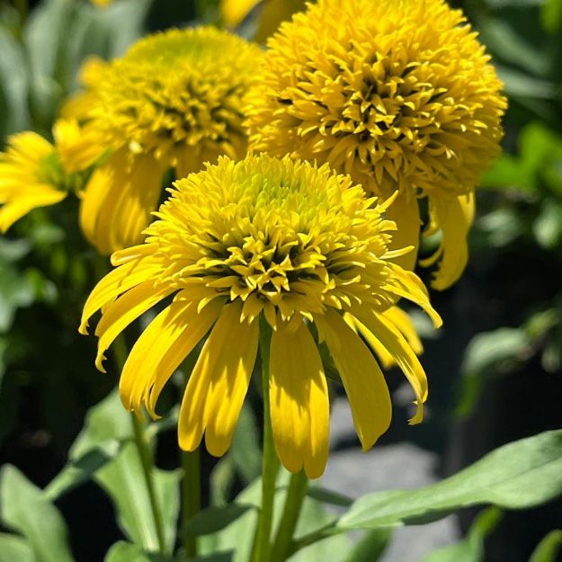 Picture of Echinacea Sunny Days™ Lemon PP33471 #4Q