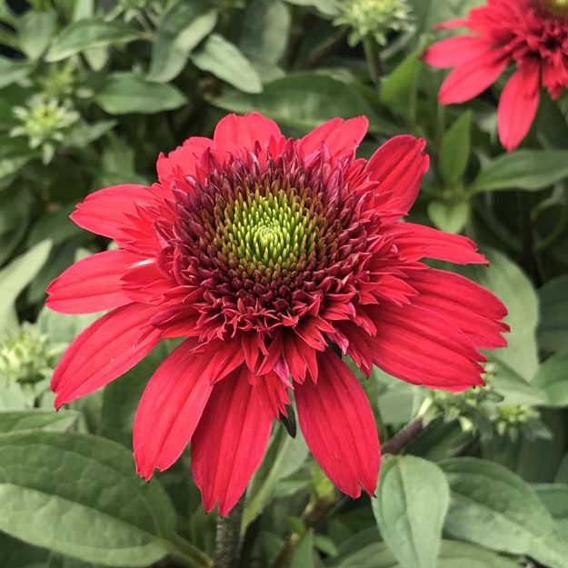 Picture of Echinacea Sunny Days™ Ruby PP33437 #4Q