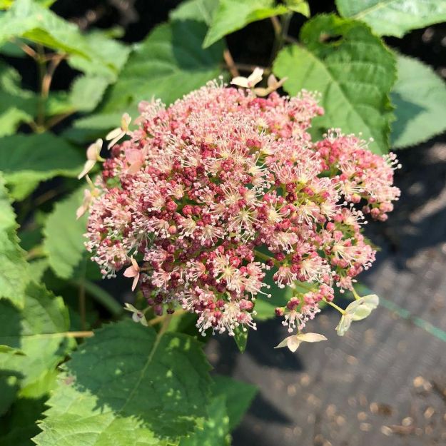 Picture of Hydrangea arborescens Pinky Pollen Ring PP33289 #3AB
