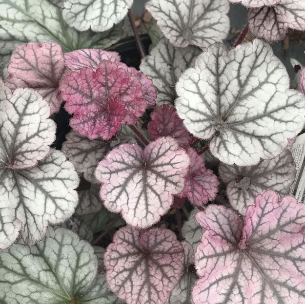 Picture of Heuchera Northern Exposure™ Silver PP29632 #4Q
