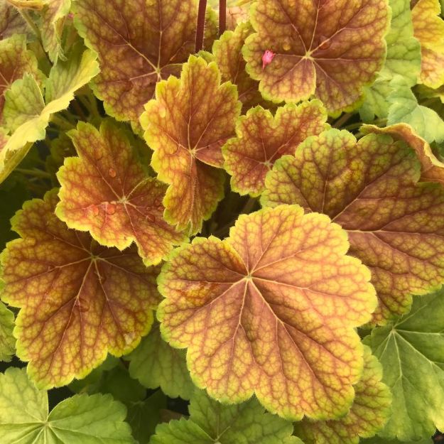 Picture of Heuchera Northern Exposure™ Sienna PP32044 #4Q