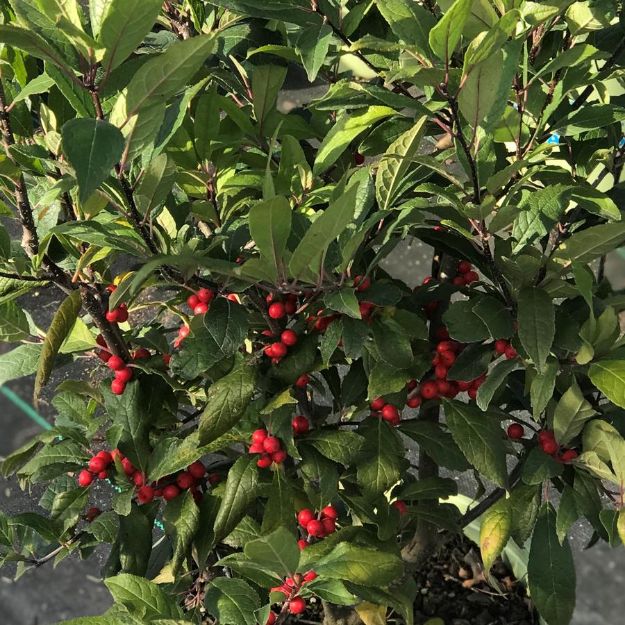 Picture of Ilex verticillata 'Winter Red' #3AB
