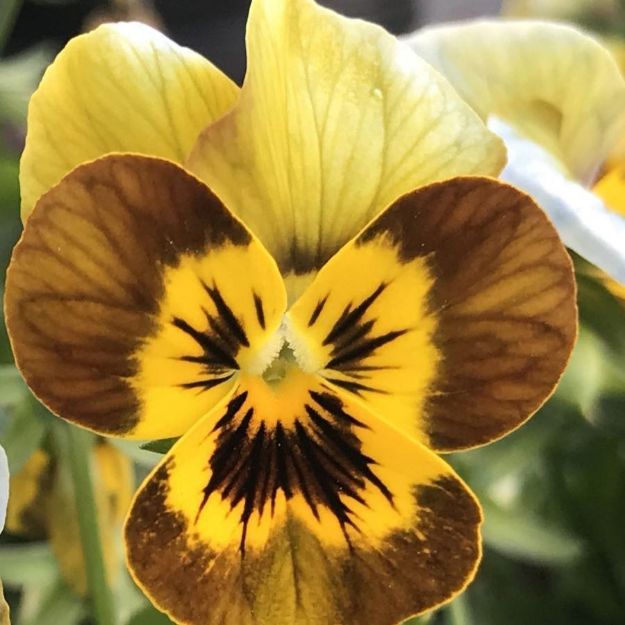Picture of Viola Sorbet Honeybee 6 inch