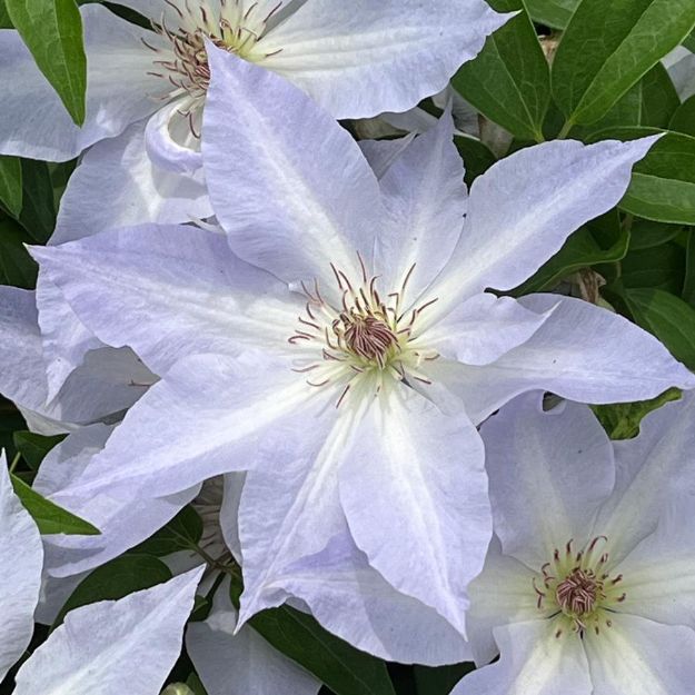 Picture of Clematis Tranquilite™ PPAF #4Q