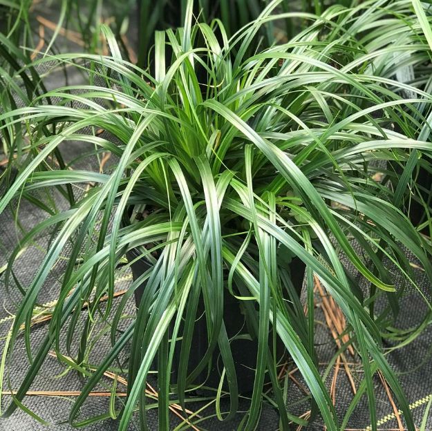 Picture of Carex 'Ribbon Falls' PP29950 #4Q
