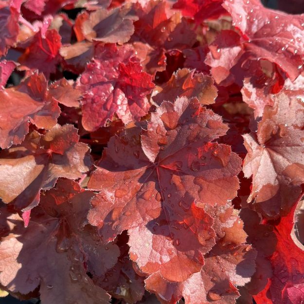 Picture of Heuchera Northern Exposure™ Red PP29420 #4Q