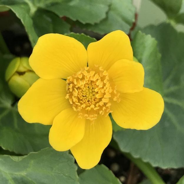 Picture of Caltha palustris #3QAB (6/flat)