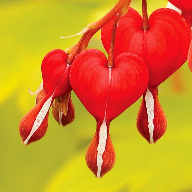 Picture of Dicentra spectabilis 'Ruby Gold' PPAF #4Q