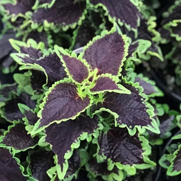 Picture of Coleus ColorBlaze® Wicked Witch™ 10 Inch