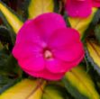 Show details for Impatiens SunPatiens® Compact Tropical Rose 10 Inch Picture of Impatiens SunPatiens® Compact Tropical Rose 10 Inch