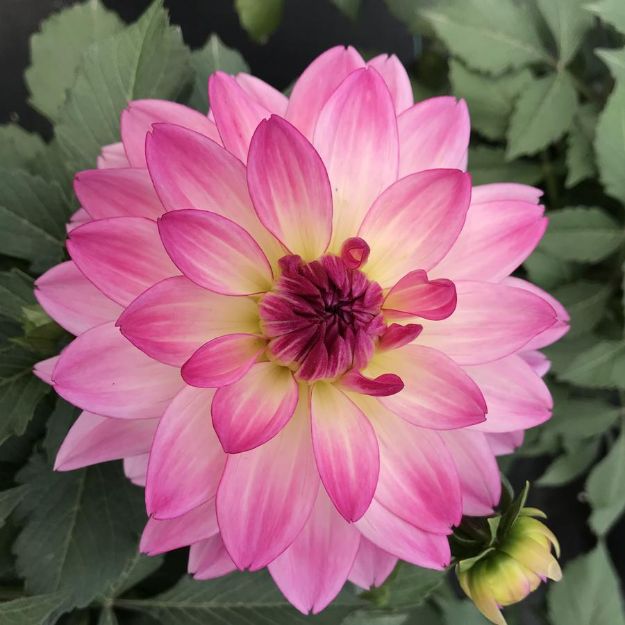 Picture of Dahlia Sincerity 10 Inch