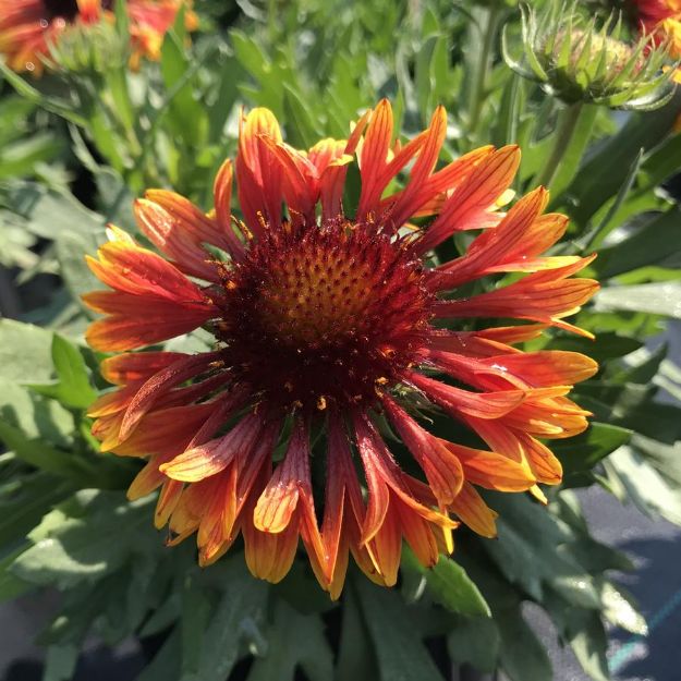 Picture of Gaillardia SpinTop™ Copper Sun PP32215 #4Q