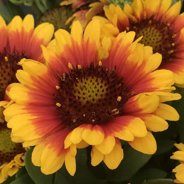 Picture of Gaillardia SpinTop™ Red Starburst PPAF #4Q