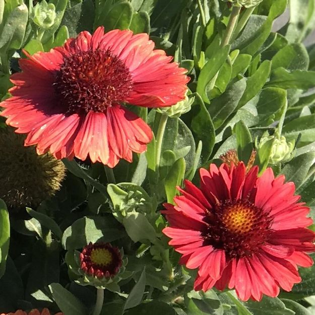 Picture of Gaillardia SpinTop™ Red PPAF #4Q