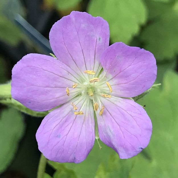 Picture of Geranium maculatum #3QAB (6/flat)
