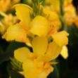 Picture of Canna Cannova® Yellow #4Q