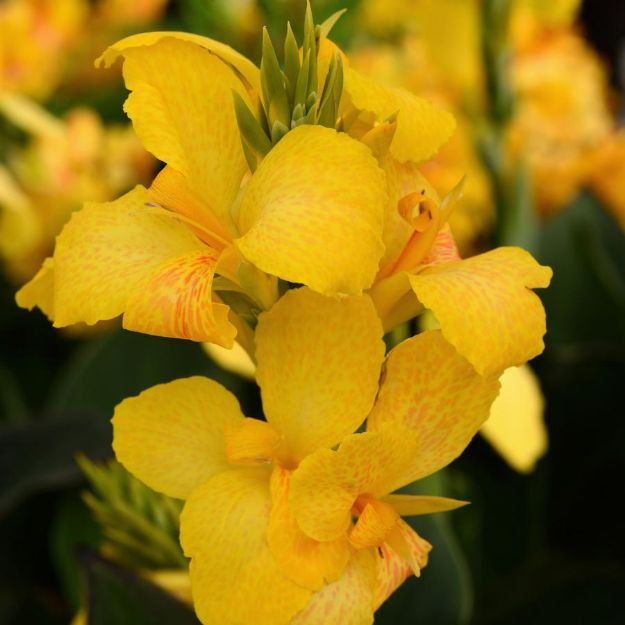 Picture of Canna Cannova® Yellow #4Q