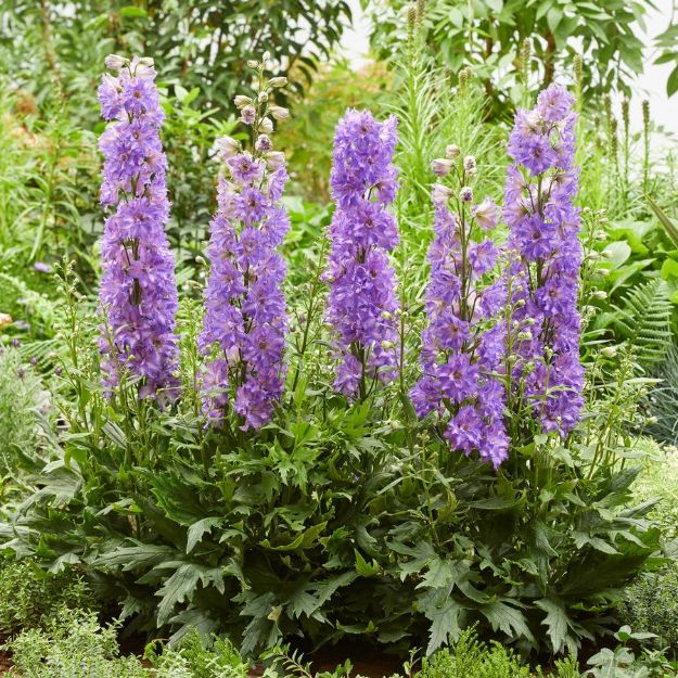 Picture of Delphinium Delgenius™ Breezin PP32994 #4Q