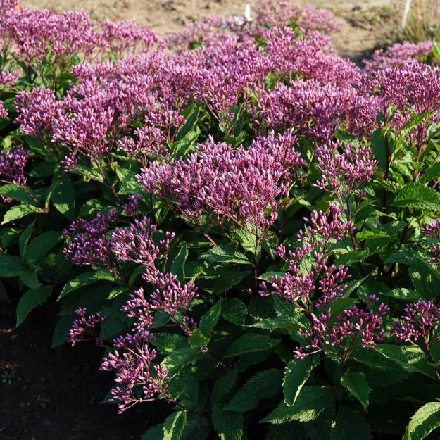 Picture of Eupatorium pupureum Euphoria™ Ruby PP31668 #4Q
