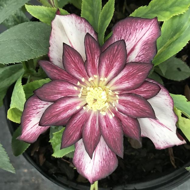 Picture of Helleborus North Star™ Garnet Frills PPAF #4Q