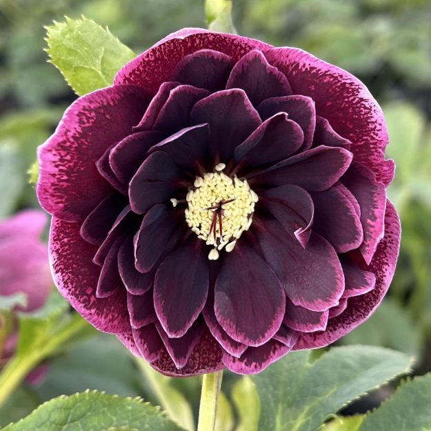 Picture of Helleborus North Star™ Plum PPAF #4Q