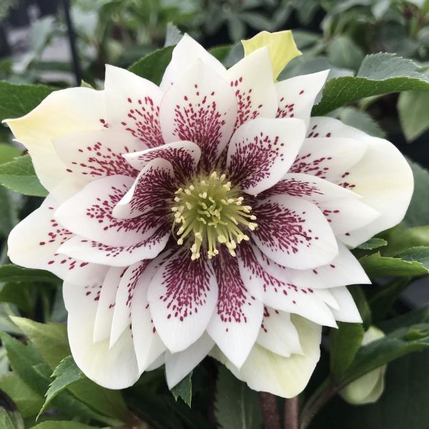 Picture of Helleborus North Star™ Ruby Heart PPAF #4Q