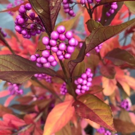 Show details for Callicarpa x Pearl Glam® PP28312 #3PW Picture of Callicarpa x Pearl Glam® PP28312 #3PW