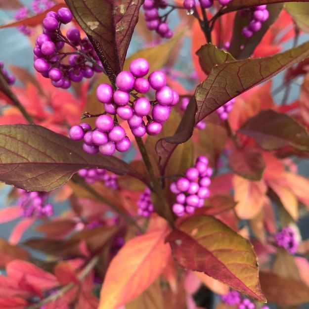 Picture of Callicarpa x Pearl Glam® PP28312 #3PW
