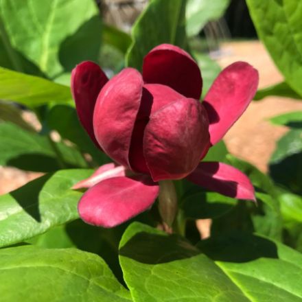 Show details for Calycanthus x 'Aphrodite' PP24014 #3PW Picture of Calycanthus x 'Aphrodite' PP24014 #3PW