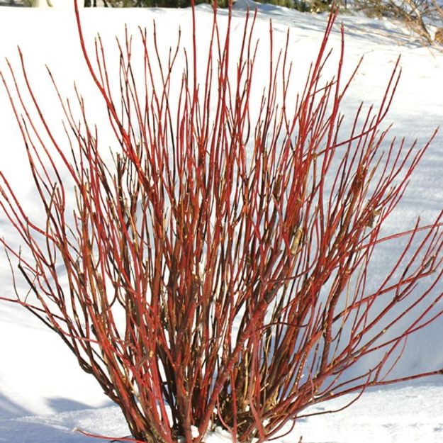 Picture of Cornus stolonifera Arctic Fire® PP18523 #3PW