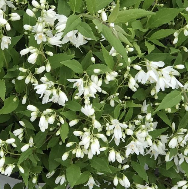 Picture of Deutzia x Yuki Snowflake® PP25916 #3PW