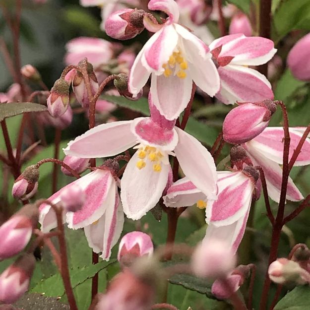 Picture of Deutzia Yuki Cherry Blossom® PP28347 #3PW