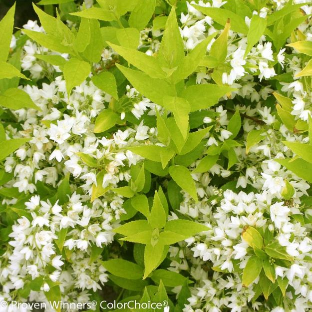 Picture of Deutzia gracilis Chardonnay Pearls® PP16098 #3PW
