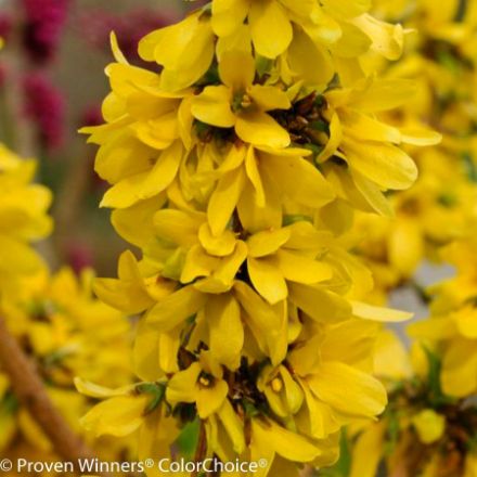 Show details for Forsythia x Show Off Starlet® PP24361 #3PWDP Picture of Forsythia x Show Off Starlet® PP24361 #3PWDP