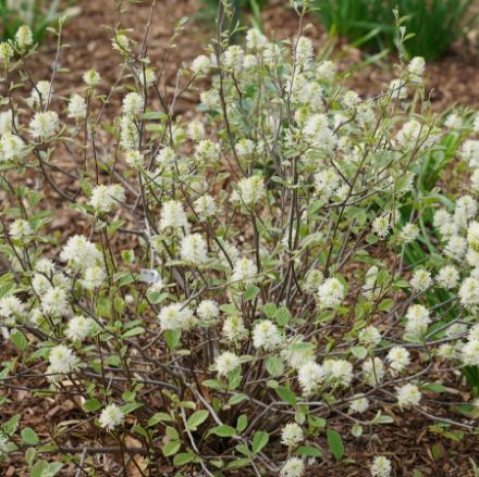 Show details for Fothergilla x intermedia Legend of the Small® PP34139 #3PW Picture of Fothergilla x intermedia Legend of the Small® PP34139 #3PW