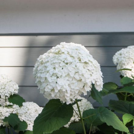 Show details for Hydrangea arborescens Incrediball® PP20571 #3PW Picture of Hydrangea arborescens Incrediball® PP20571 #3PW