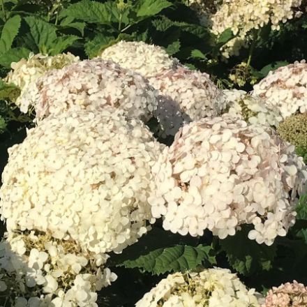 Show details for Hydrangea arborescens Invincibelle Wee White® PP30296 #3PW Picture of Hydrangea arborescens Invincibelle Wee White® PP30296 #3PW