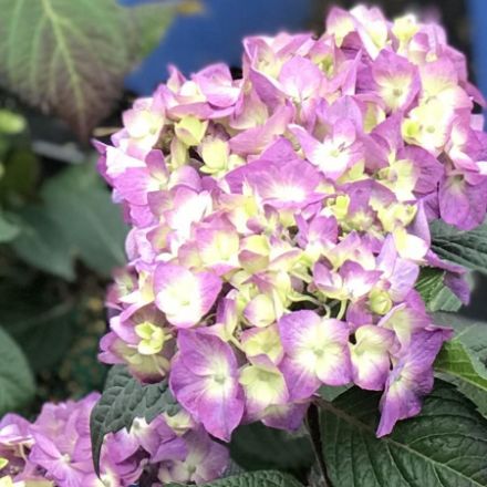 Show details for Hydrangea macrophylla BloomStruck® PP25566 #3ES Picture of Hydrangea macrophylla BloomStruck® PP25566 #3ES