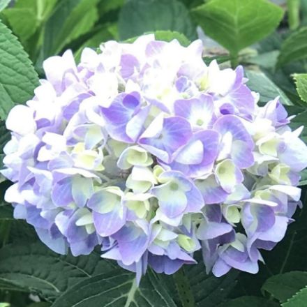 Show details for Hydrangea macrophylla Endless Summer® #3ES Picture of Hydrangea macrophylla Endless Summer® #3ES