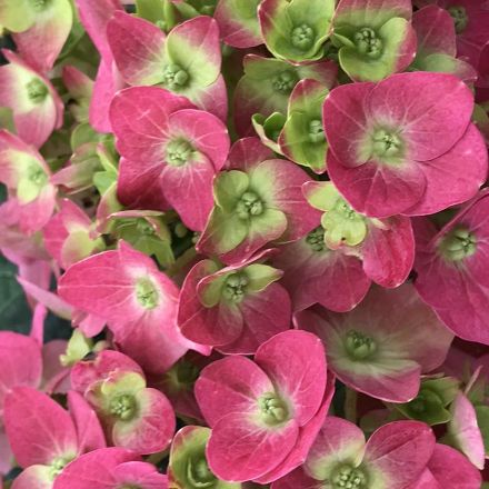 Show details for Hydrangea macrophylla Summer Crush® PP30359 #3ES Picture of Hydrangea macrophylla Summer Crush® PP30359 #3ES