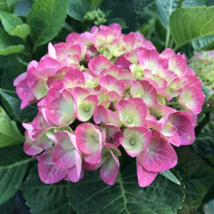 Show details for Hydrangea macrophylla Tilt-A-Swirl® PP26426 #3BE Picture of Hydrangea macrophylla Tilt-A-Swirl® PP26426 #3BE