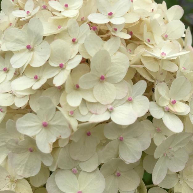 Picture of Hydrangea paniculata 'Limelight' PP12874 #3PW