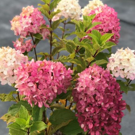 Show details for Hydrangea paniculata Limelight Prime® PP32511 #3PW Picture of Hydrangea paniculata Limelight Prime® PP32511 #3PW