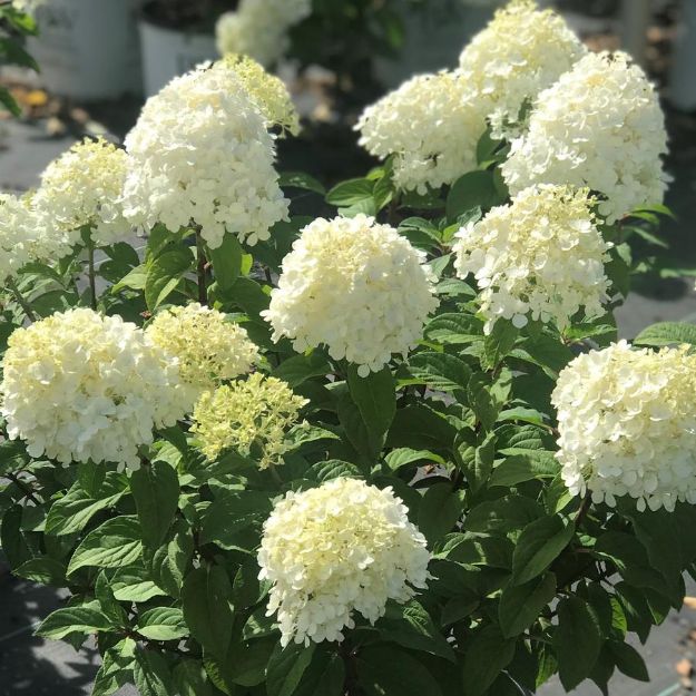 Picture of Hydrangea paniculata Bobo® PP22782 #3PW