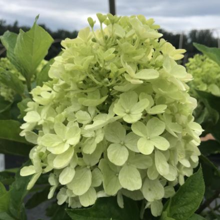 Show details for Hydrangea paniculata Fire Light Tidbit® PP32512 #3PW Picture of Hydrangea paniculata Fire Light Tidbit® PP32512 #3PW