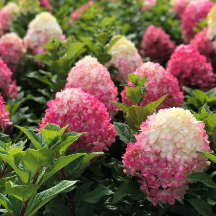 Show details for Hydrangea paniculata Little Lime Punch® PP33207 #3PW Picture of Hydrangea paniculata Little Lime Punch® PP33207 #3PW