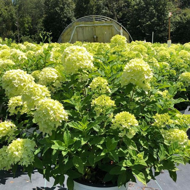 Picture of Hydrangea paniculata Little Lime® PP22330 #3PW