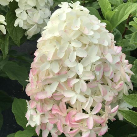 Show details for Hydrangea paniculata Quick Fire Fab® PP32513 #3PW Picture of Hydrangea paniculata Quick Fire Fab® PP32513 #3PW